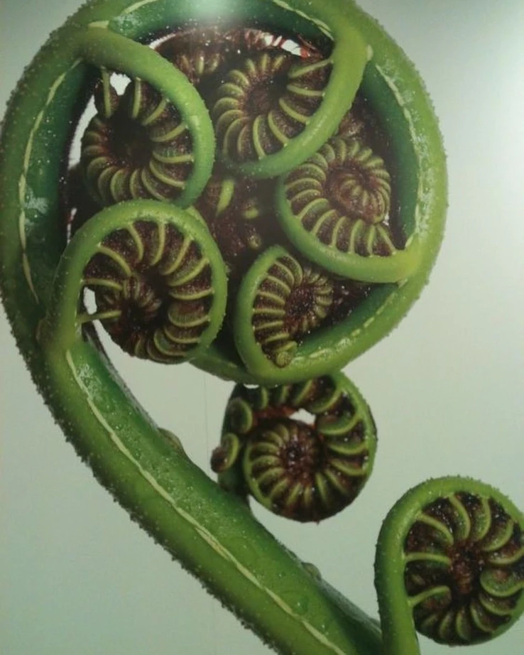 Detail rozvíjajúcej sa paprade